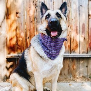 Black and purple plaid pet bandana